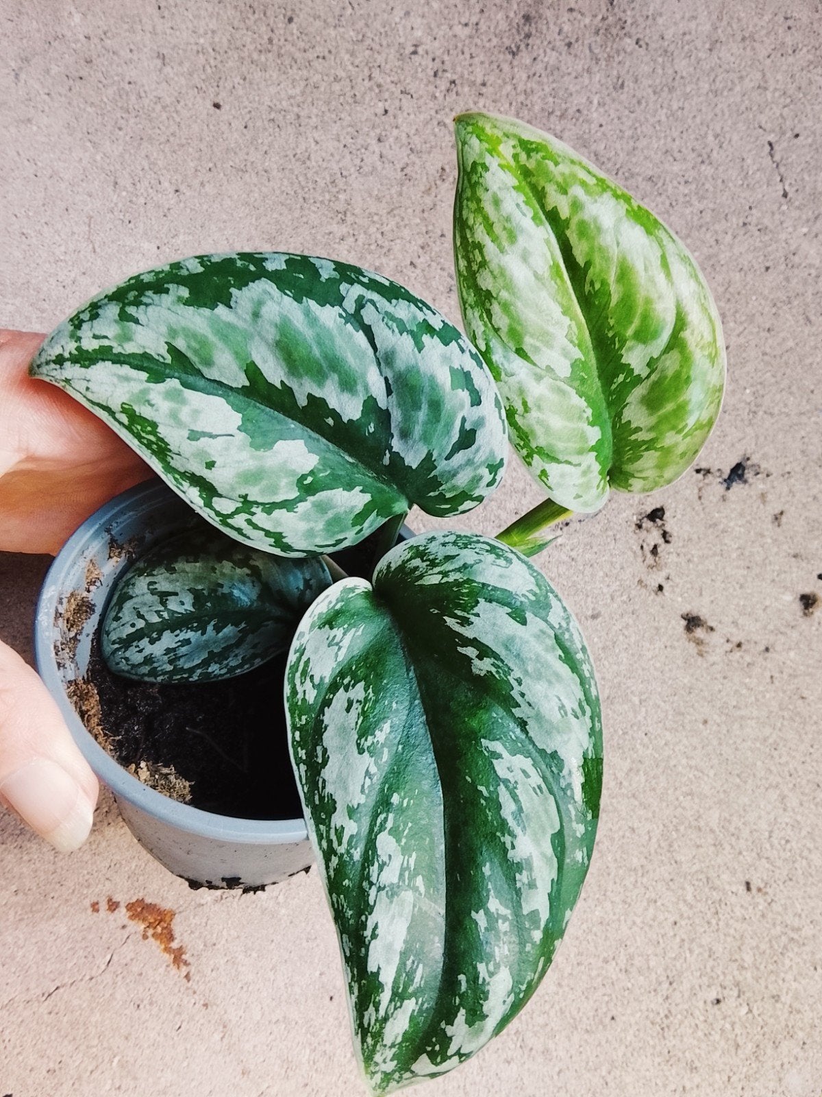 Scindapsus Kalimantan Variegata, Ophalen, Halfschaduw, Minder dan 100 cm