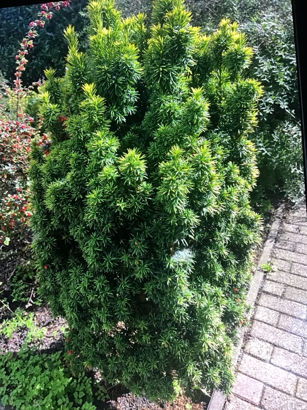 Taxus Struik 140 cm hoog, 55 cm breed, Ophalen, Taxus, Struik, 100 tot 250 cm