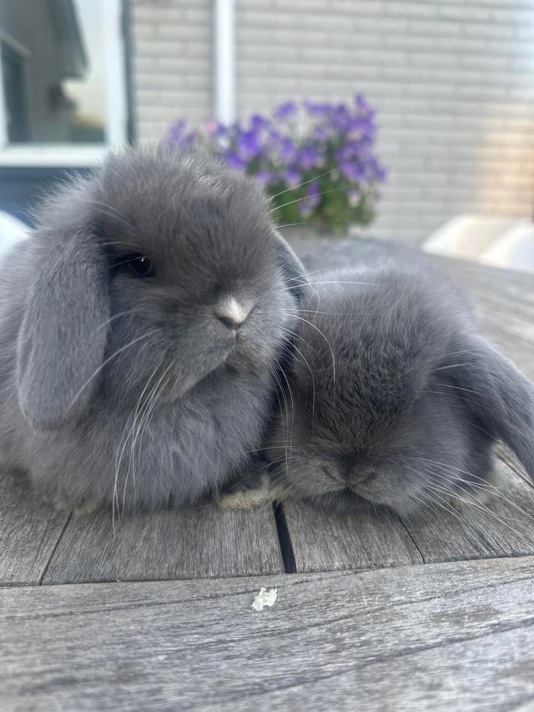 Meerdere minilop / minilops konijnen zoeken een ⭐️⭐️⭐️⭐️⭐️🏡, Meerdere dieren, Dwerg