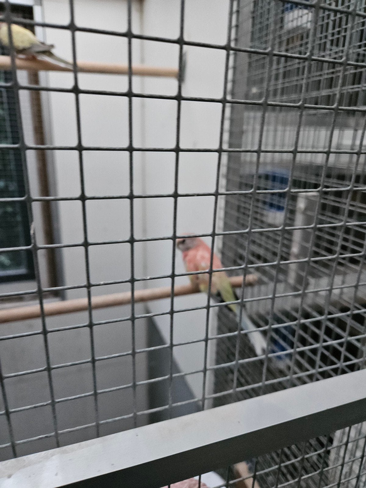 Mooi koppel bourkes, Dieren en Toebehoren, Meerdere dieren, Parkiet