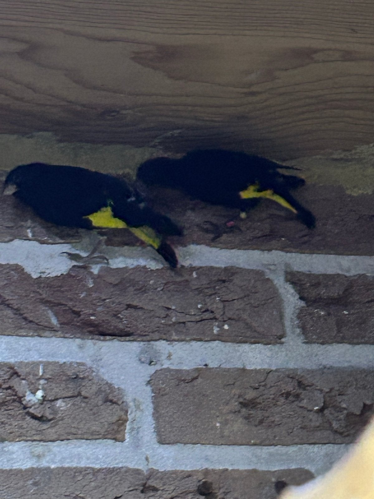 Te koop, Meerdere dieren, Geringd