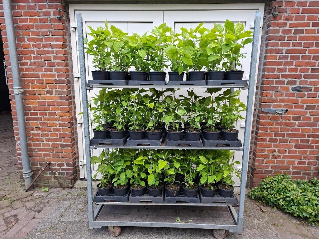 Moederdagtip Mooie Hydrangea 'Annabelle' (Hortensia) in pot!, Tuin en Terras, Ophalen, Overige soorten, Halfschaduw