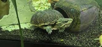 Muskusschilpadje met met compleet aquarium zoekt nieuw thuis, Dieren en Toebehoren, Reptielen en Amfibieën, Schildpad, 3 tot 6 jaar
