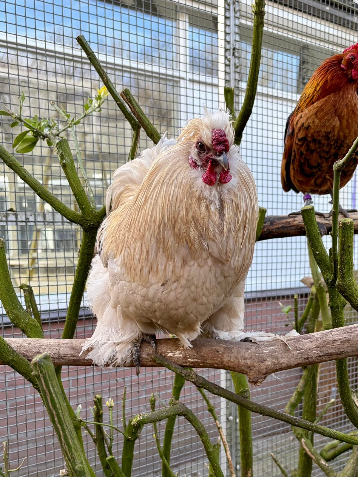 Loki, zijdehoen kruising, Mannelijk, Kip