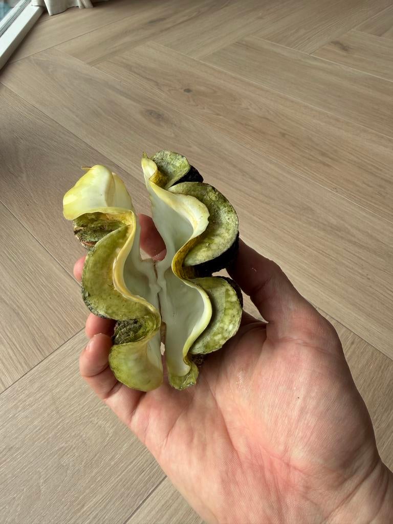 Unieke Doopvontschelp - Decoratieve Schelp, Ophalen