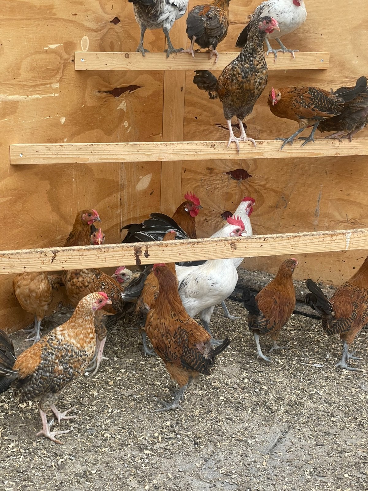 Diverse kriel haantjes hanen kip, Dieren en Toebehoren, Pluimvee, Mannelijk, Kip