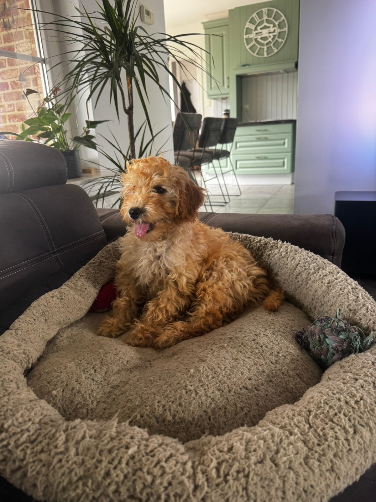 Mini labradoodle x maltipoo teefje, Parvo, 8 tot 15 weken, Teef, Eén hond