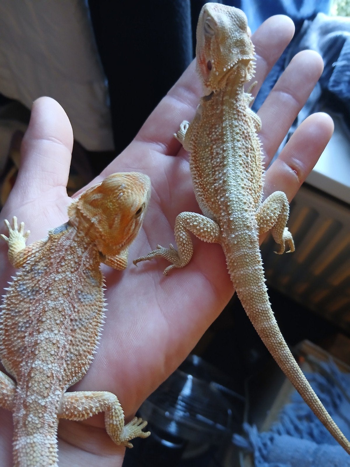 lieve jongen Baardagamen geboren op 21 april 2026 €50, Dieren en Toebehoren, Amfibie, 0 tot 2 jaar