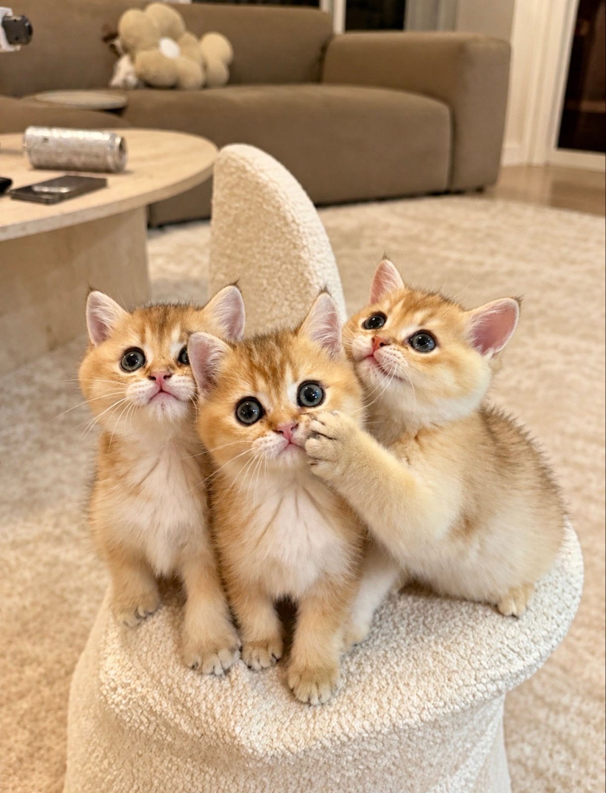 Britse korthaar/langhaar kittens gold shaded, Dieren en Toebehoren, Meerdere dieren, 0 tot 2 jaar