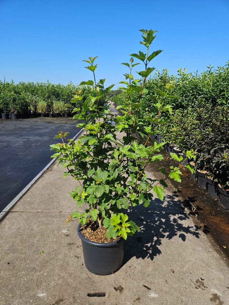 Viburnum opulus (Gelderse roos), Ophalen, Overige soorten, Halfschaduw
