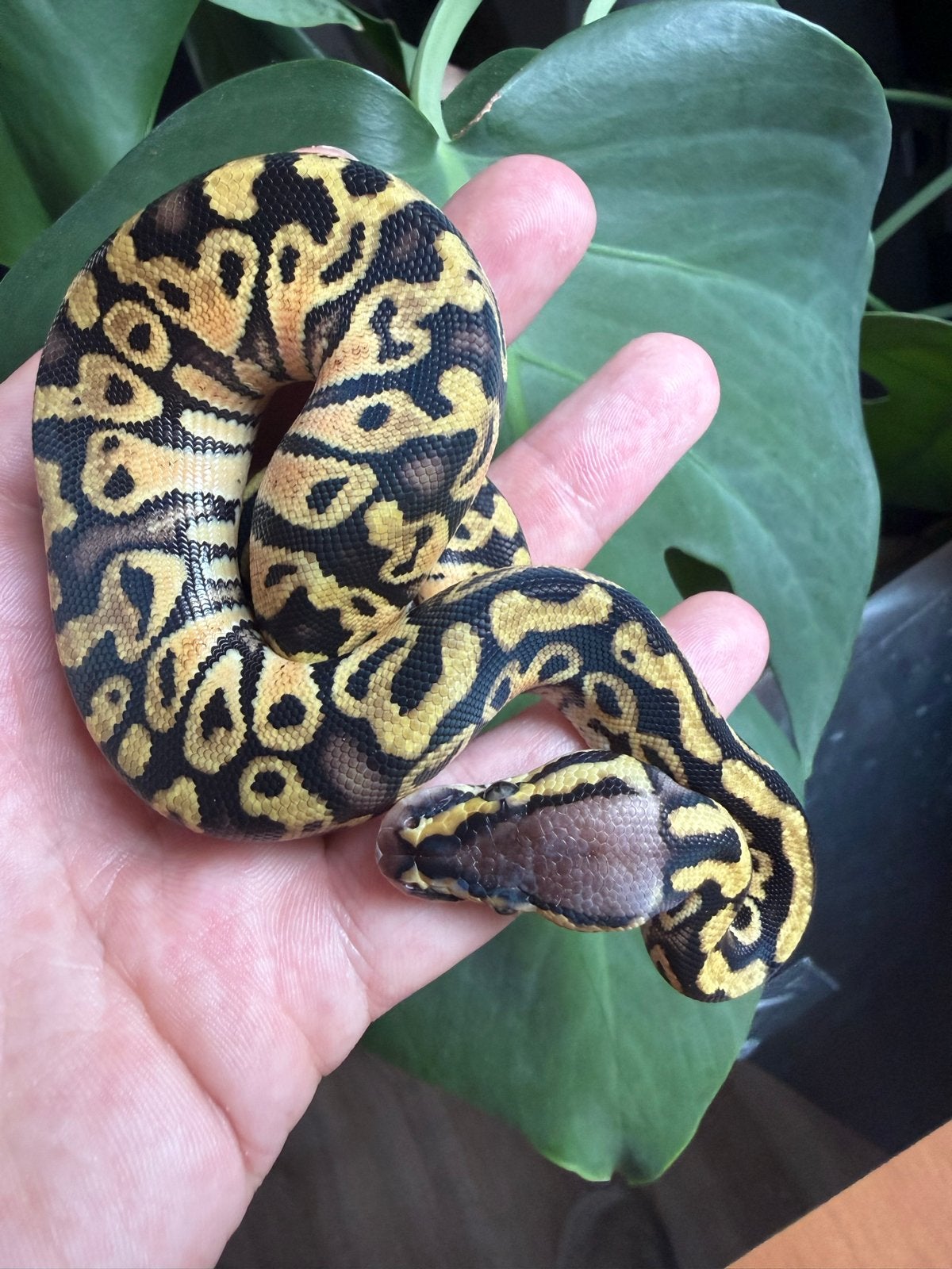 Baby vrouwtje Pastel triple het Monsoon Clown Pied (100%het) Ball Python - female for sale from Mick