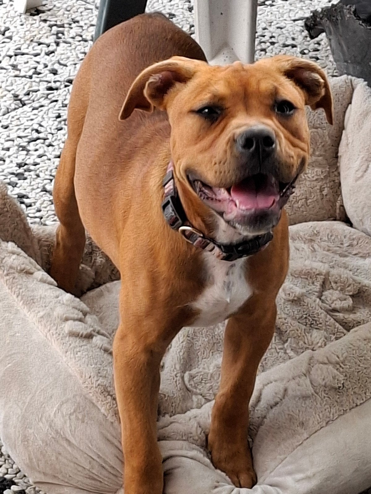 Amerikaanse stafford Old englisch bulldog pup teefje 17 week, Dieren en Toebehoren, 15 weken tot 1 jaar, American Staffordshire Terriër