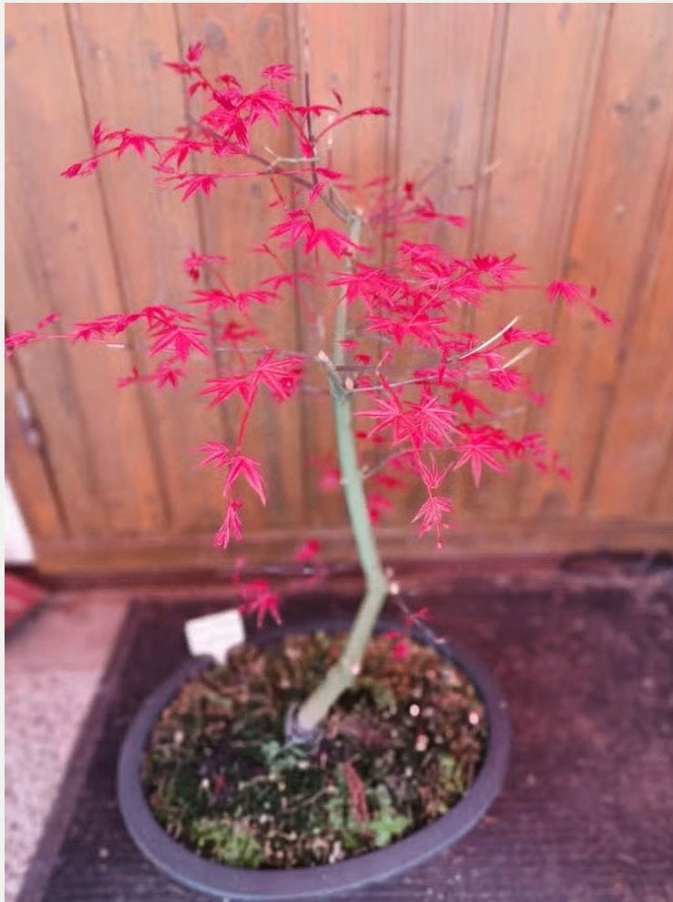 Bonsai Acer Palmatum Deshojo, Tuin en Terras, Planten | Bomen, Bloeit niet, Halfschaduw, Overige soorten, Minder dan 100 cm
