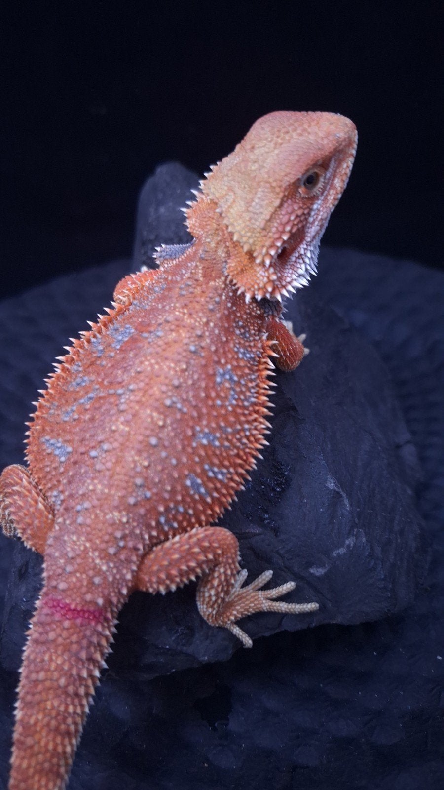Baardagaam Vrouwen Red Hypo Blue Bar

Red Hypo
Re Bearded Dragon photo 8