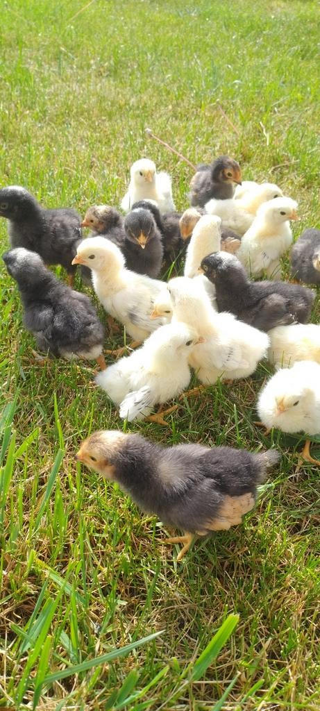 Jonge kuikens te koop, Dieren en Toebehoren, Geslacht onbekend, Kip