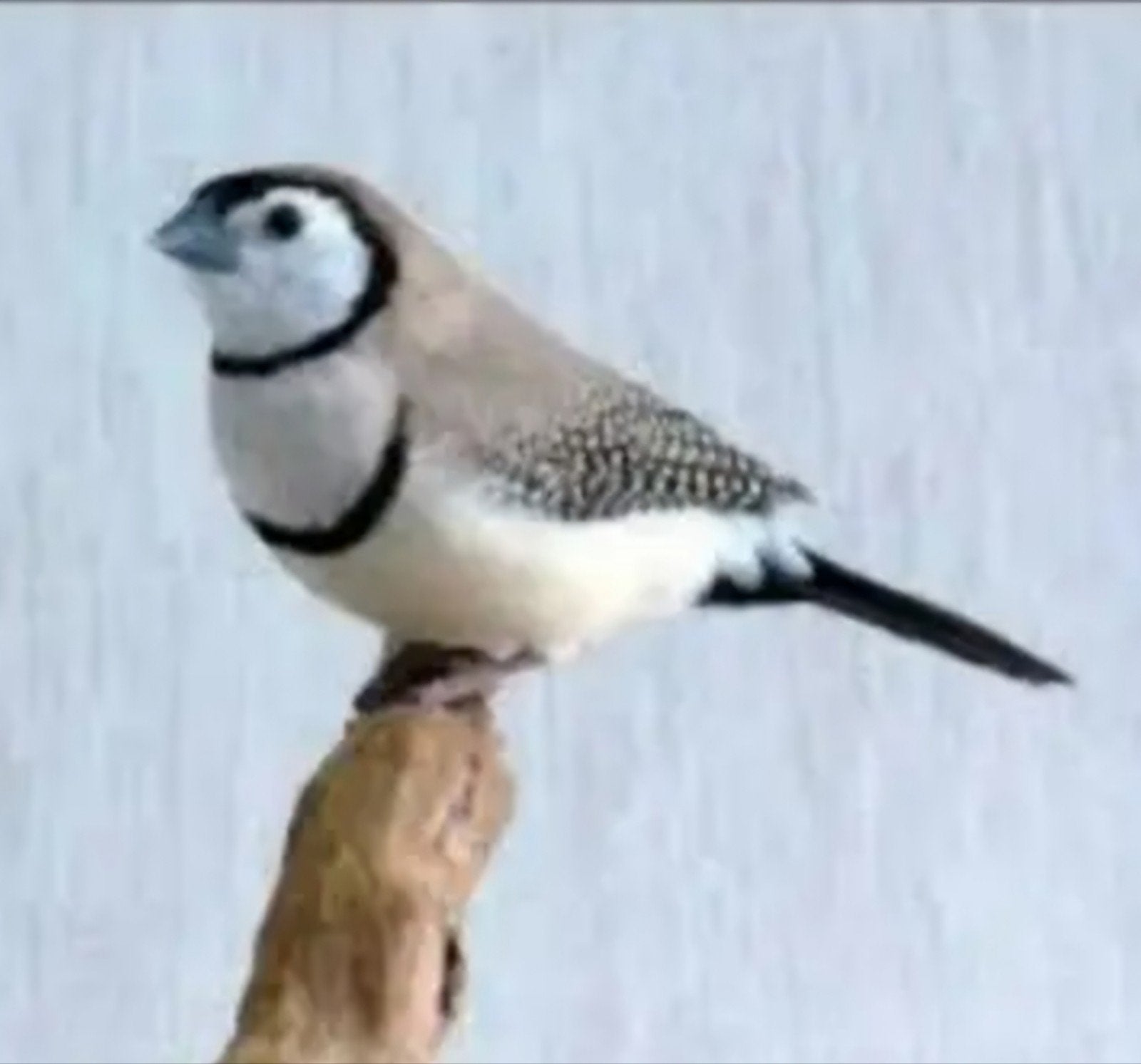 GEZOCHT Bichenow astrilde mannen, Dieren en Toebehoren, Mannelijk, Tropenvogel