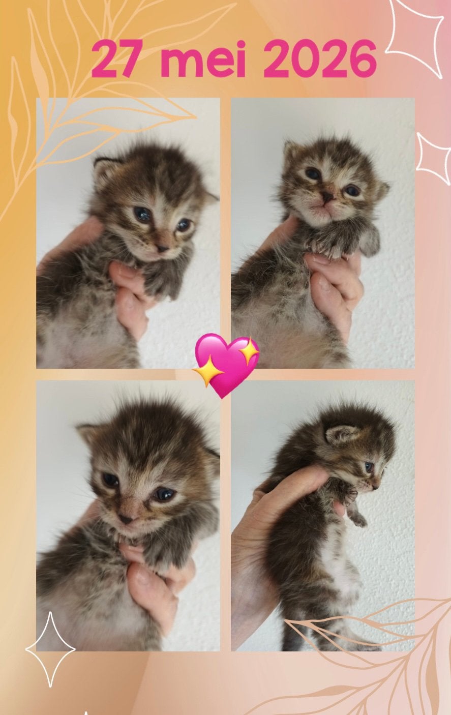 Prachtige Maine Coon  X Perzische kittens, Meerdere dieren, Ontwormd