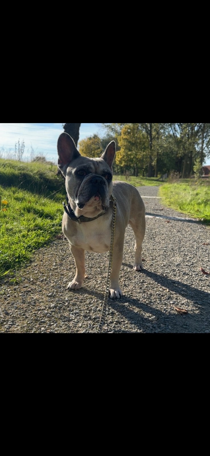 Franse bulldog dekreu NIET TE KOOP!, Dieren en Toebehoren, Reu, CDV (hondenziekte), Eén hond, 3 tot 5 jaar