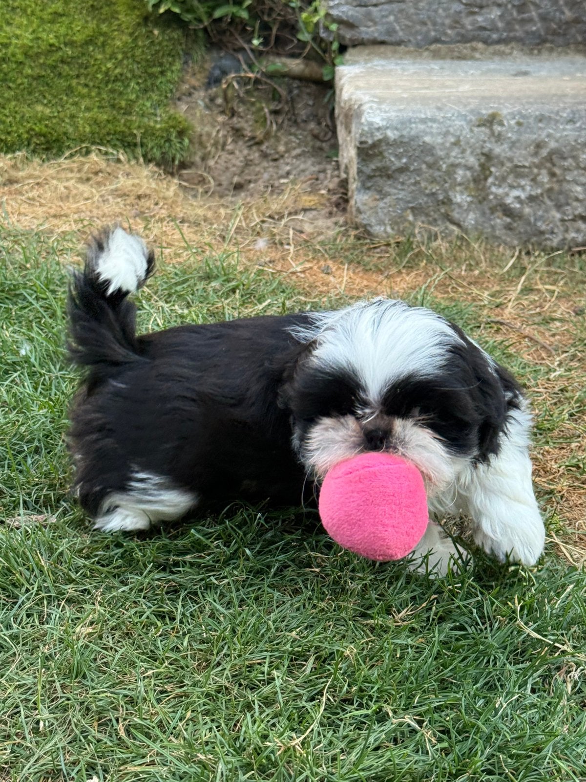 Shih Tzu pupjes, Parvo, België, Overige rassen, 8 tot 15 weken