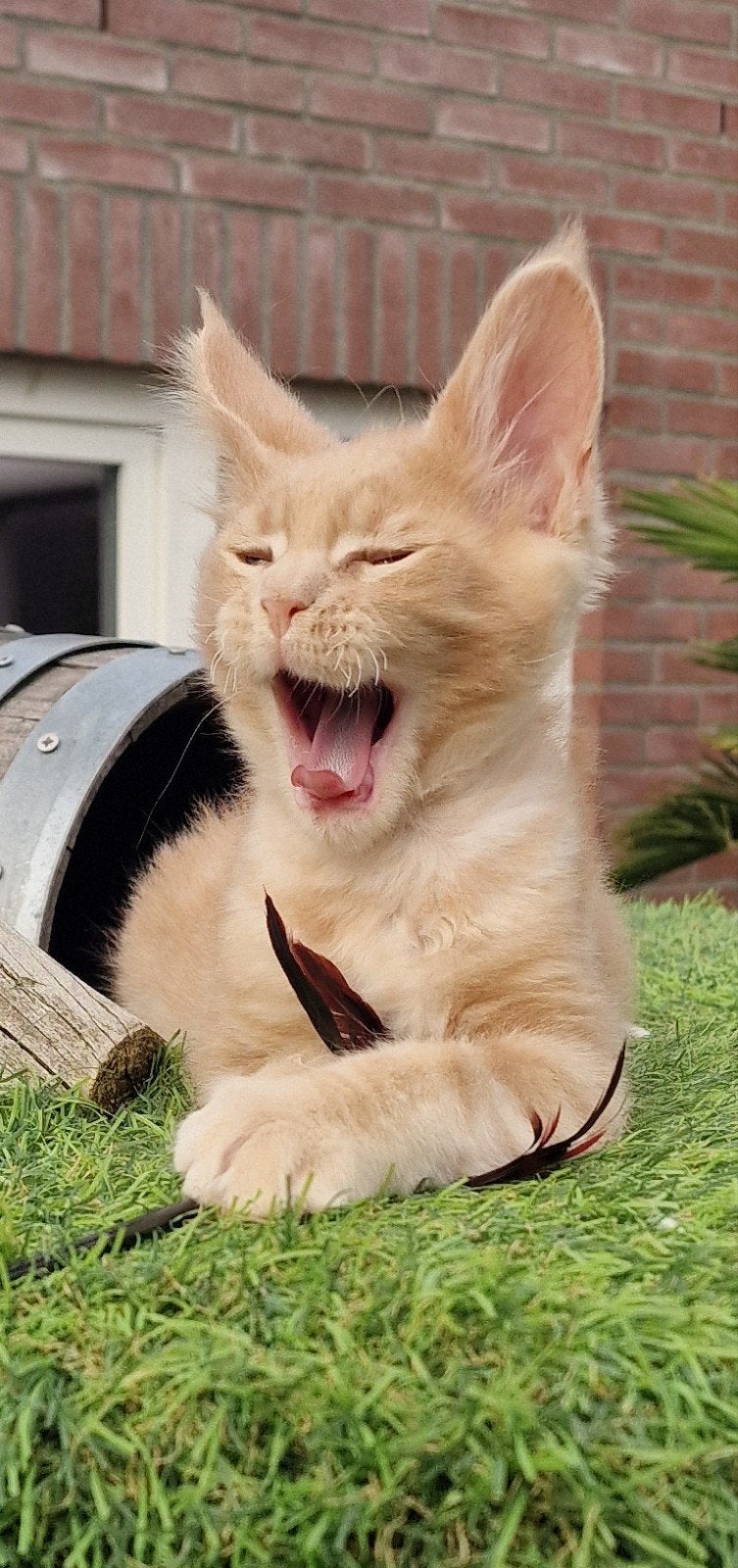 mainecoon kittens, Dieren en Toebehoren, Meerdere dieren