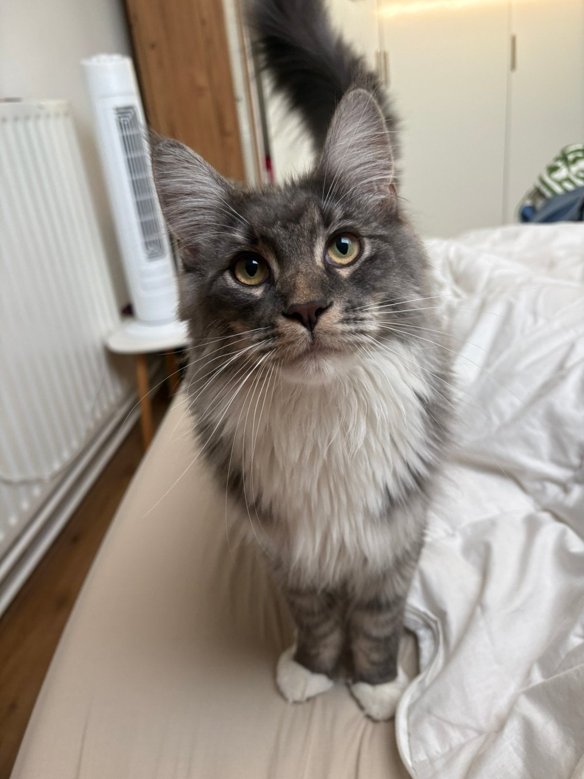 Stamboom maine coon kater met eventueel toebehoren, Dieren en Toebehoren, Kater, Met stamboom, 0 tot 2 jaar