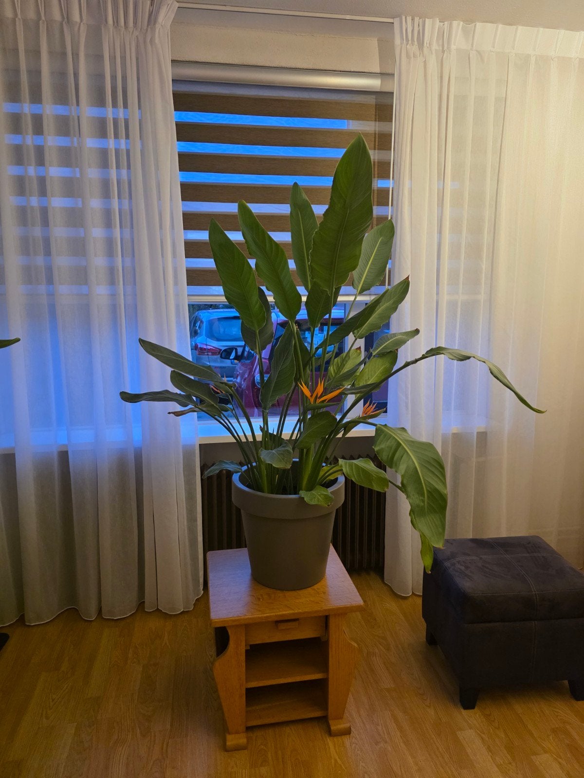 strelizia plant, Ophalen
