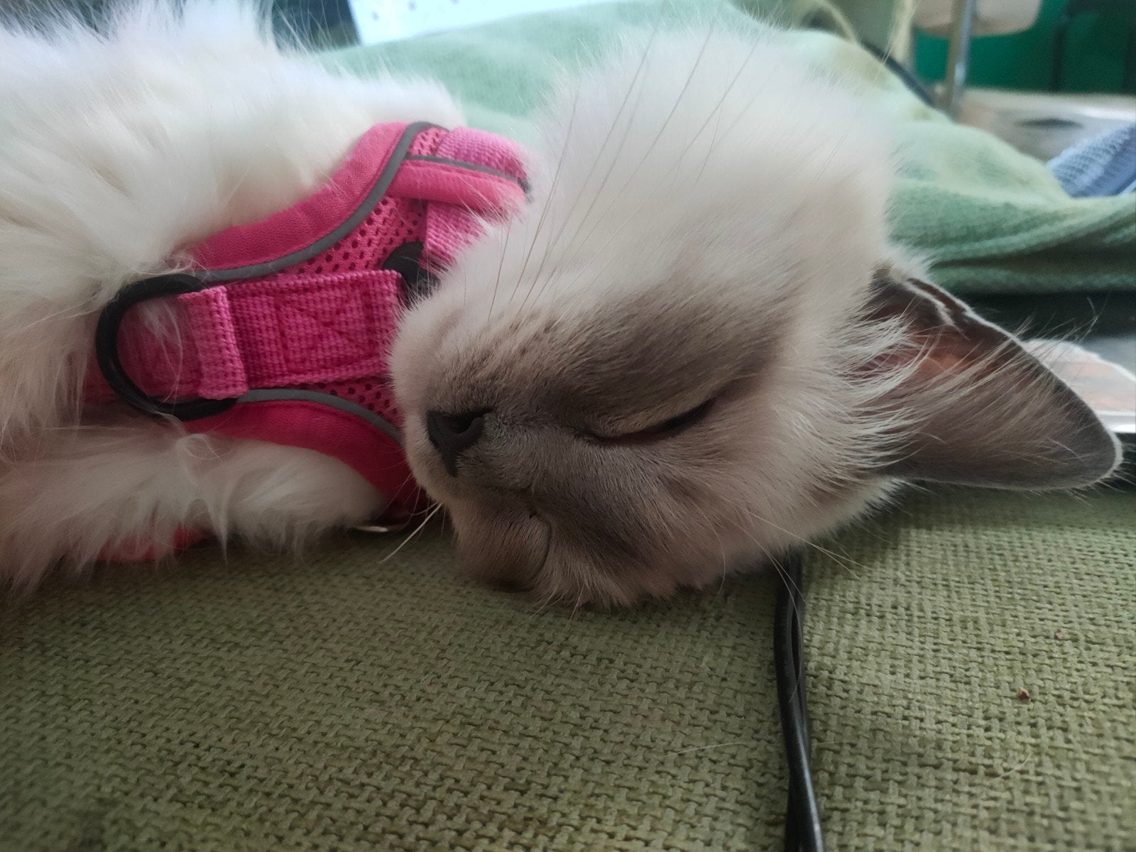 heilige birmaan dek kater gezocht, Dieren en Toebehoren, 3 tot 5 jaar