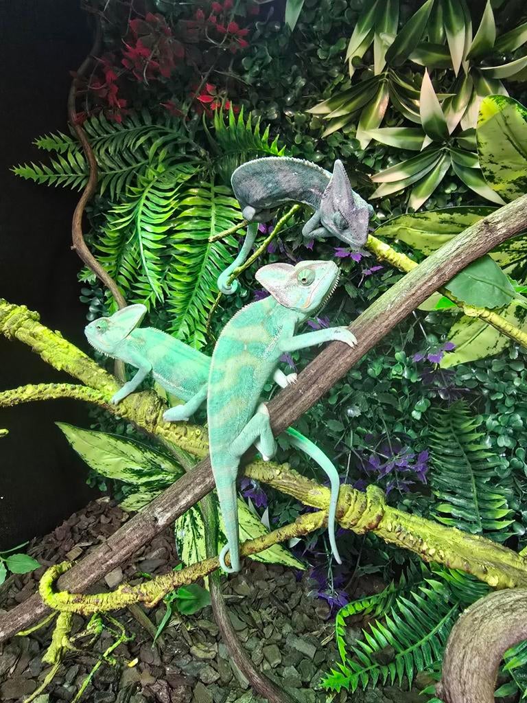 Prachtige jemen kameleons, 4.5 maanden oud., Hagedis, 0 tot 2 jaar