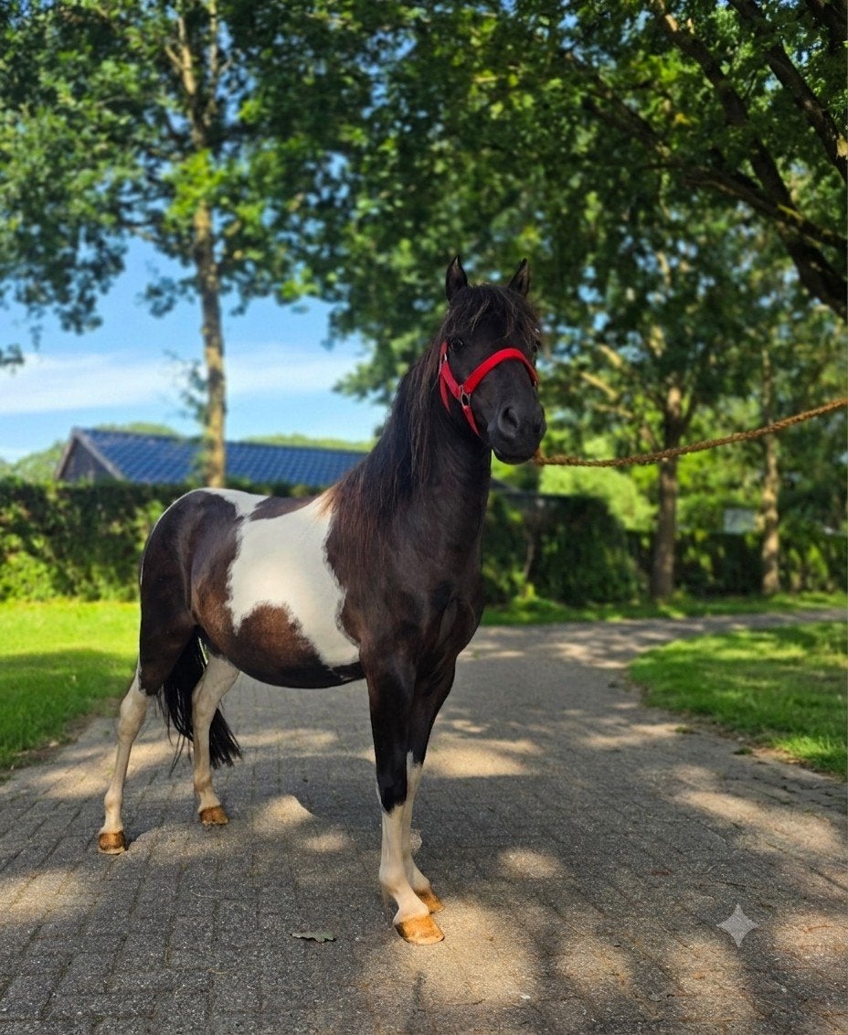 Prachtige span te koop aangeboden!!, Merrie, A pony (tot 1.17m), Gechipt, 3 tot 6 jaar
