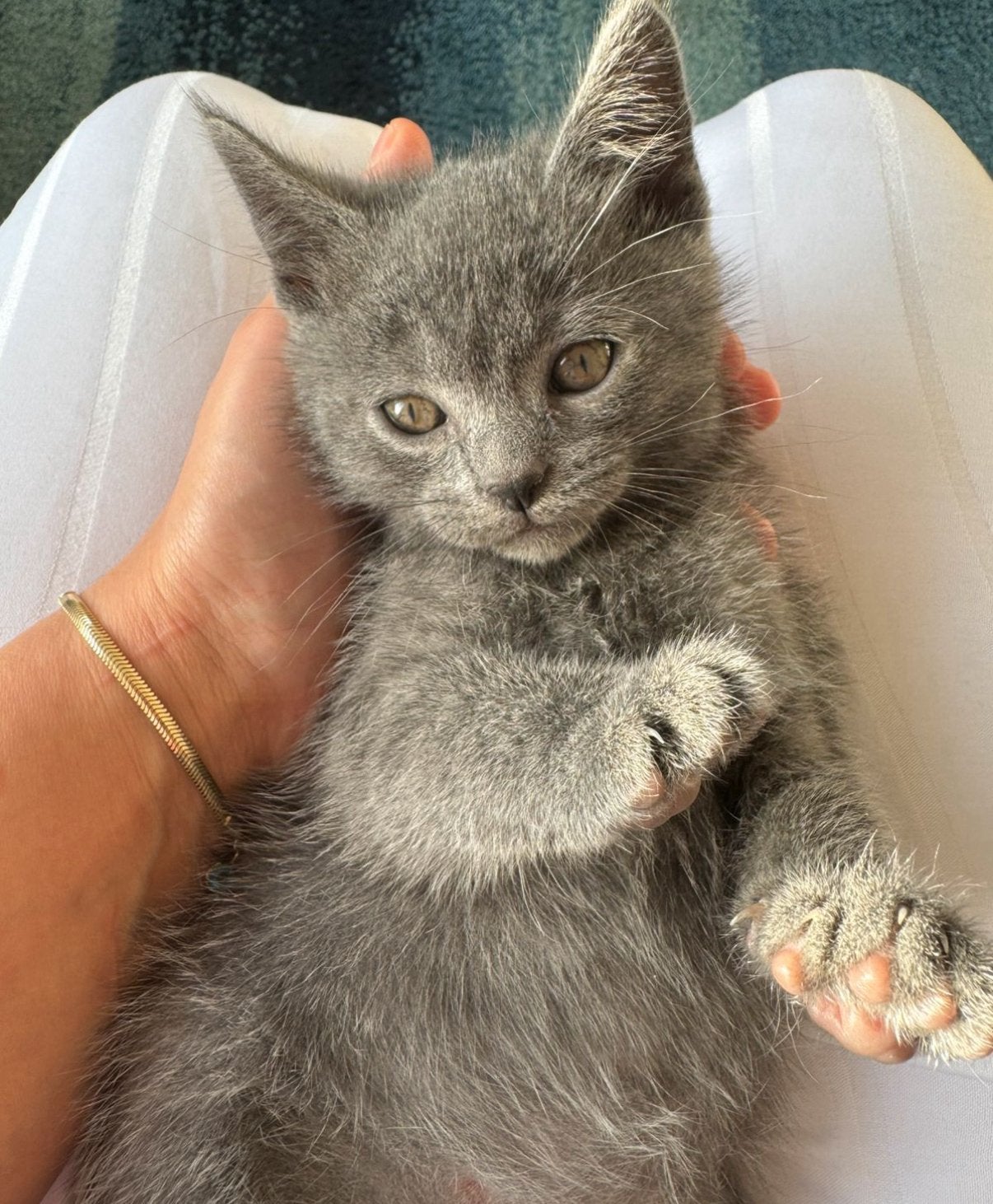 Britse korthaar, Poes