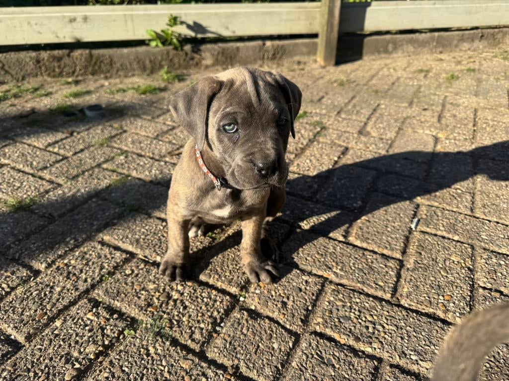 Sterke cane corso x boerboel pup, teefje, Dieren en Toebehoren, 8 tot 15 weken, Teef, Groot, Meerdere