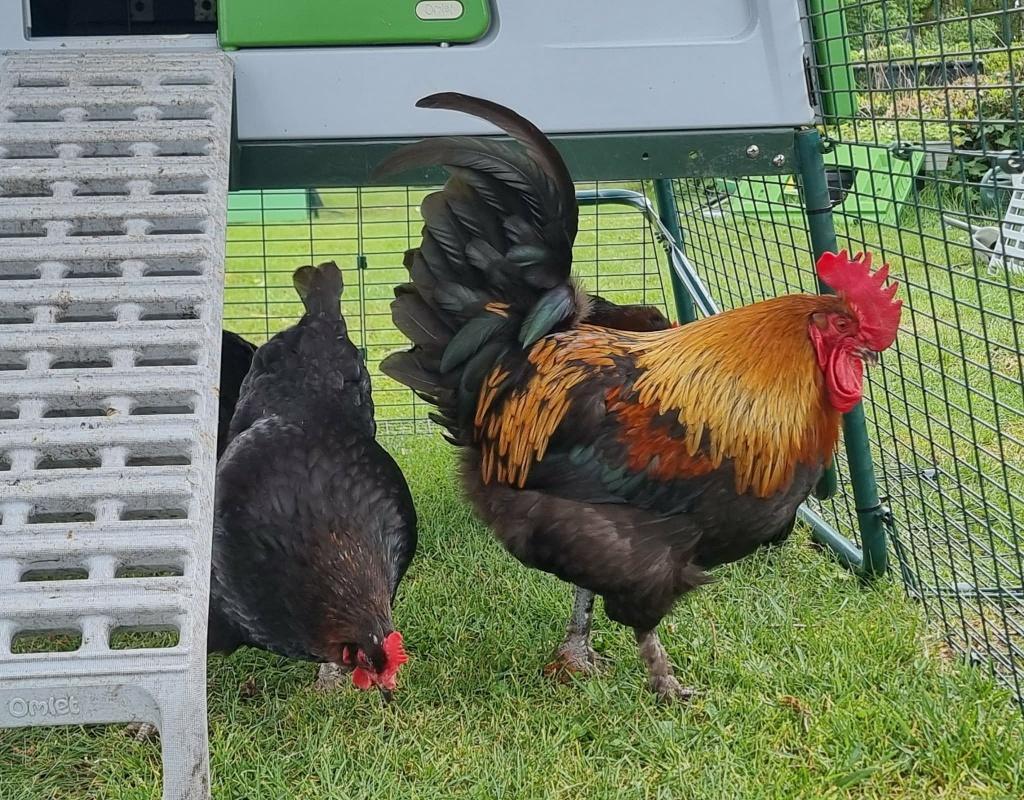 Broedeieren Marans zwartkoperhalzig, Dieren en Toebehoren, Geslacht onbekend, Kip