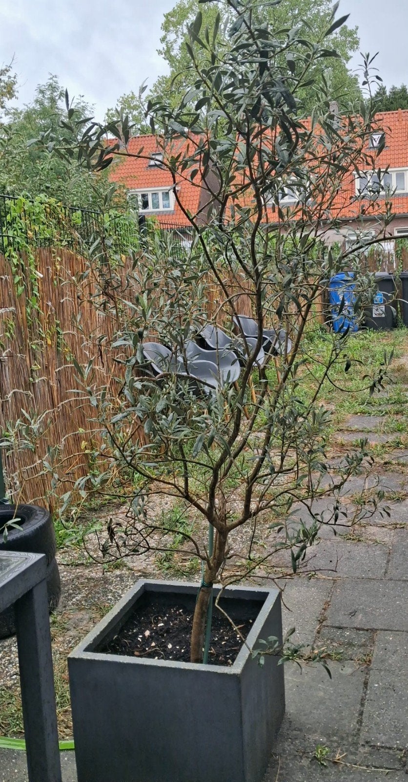 Prachtige winterharde olijfboom, 80 euro vast., 100 tot 250 cm, Olijfboom, Zomer, Ophalen