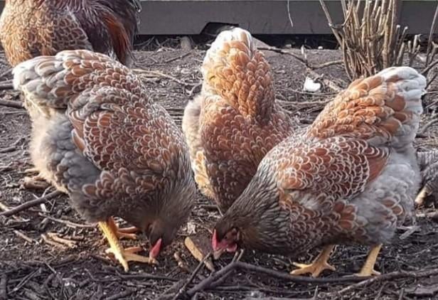 Te koop wyandotte krielen 3 hennen 1 haantje, Dieren en Toebehoren, Meerdere dieren, Kip