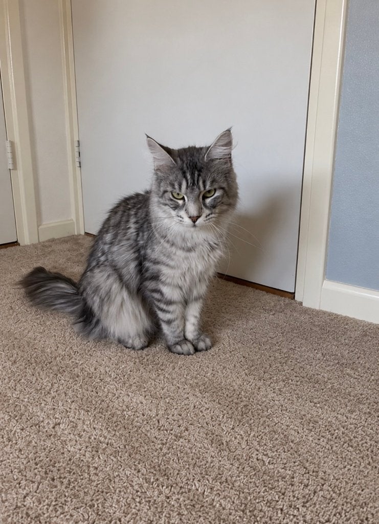 Prachtige Black Silver Maine Coon poes, Dieren en Toebehoren, Poes, Gechipt