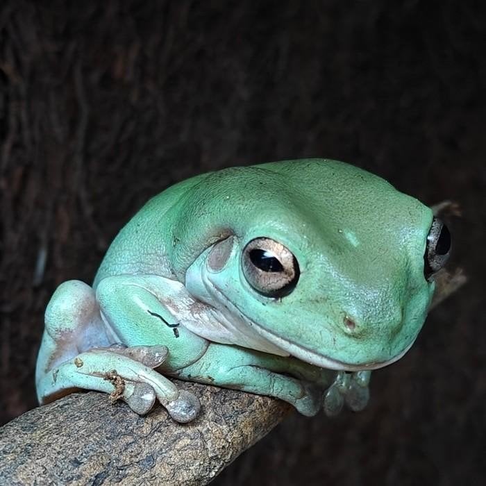 Litoria caerulea, Dieren en Toebehoren, Schildpad, 0 tot 2 jaar