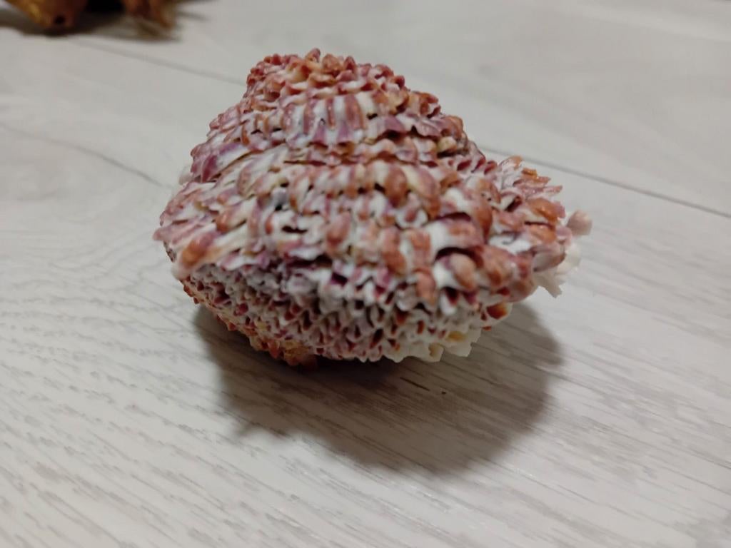 Mooie dubbele schelp, Ophalen of Verzenden