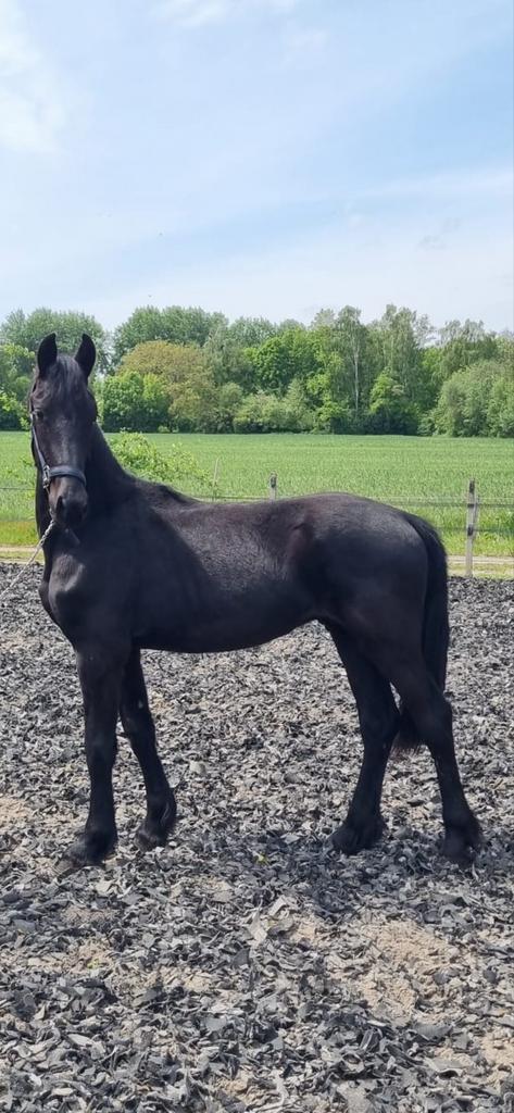 Prachtige goed bewegende friese jaarling hengst, Minder dan 160 cm, Niet van toepassing, Dressuurpaard, 0 tot 2 jaar