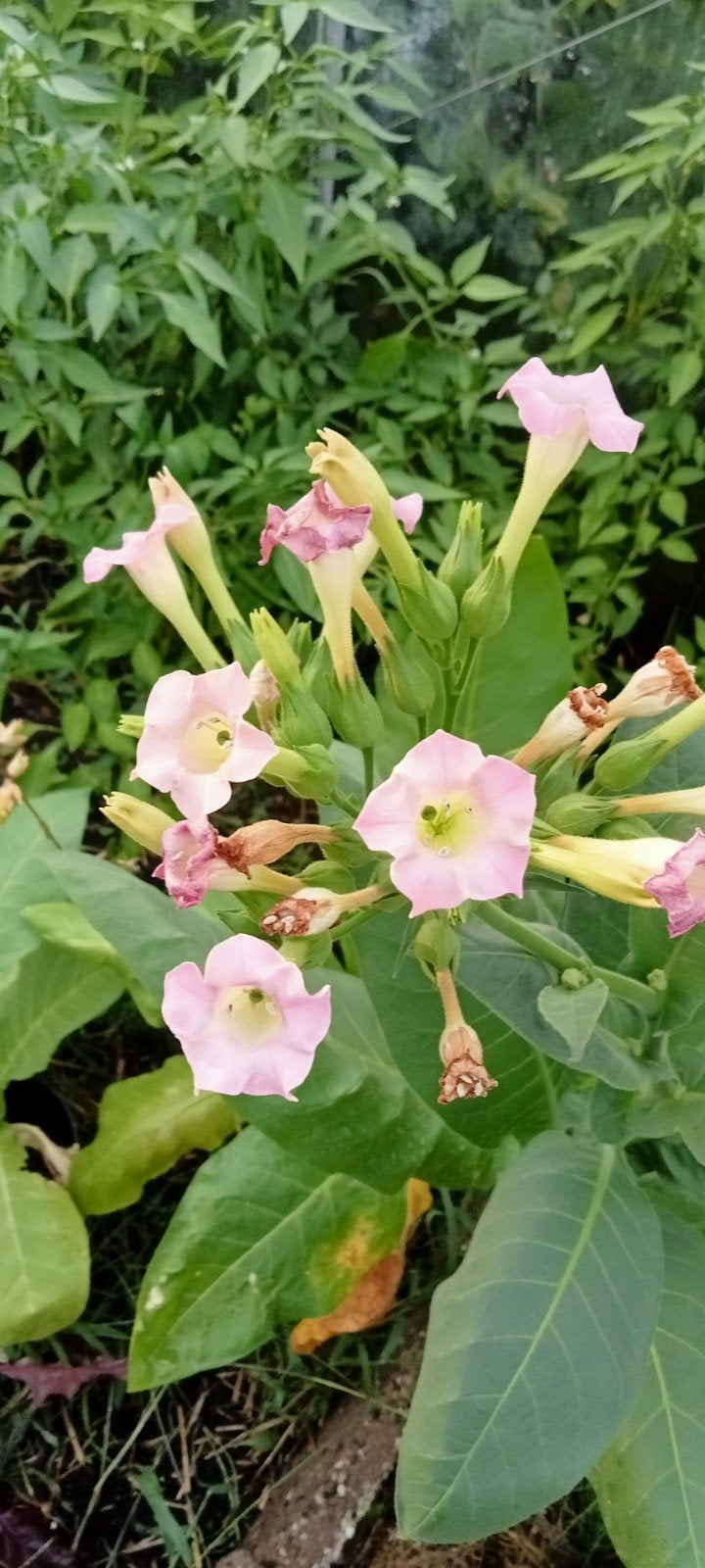 Nicotiana tabacum Tennessee Burley - Tabaksplant zaden, Ophalen of Verzenden, Voorjaar, Volle zon, Zaad