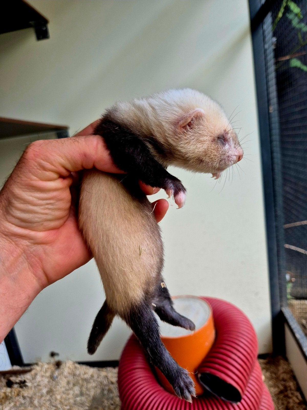 Fretten pups te koop, Dieren en Toebehoren, Mei, Meerdere dieren