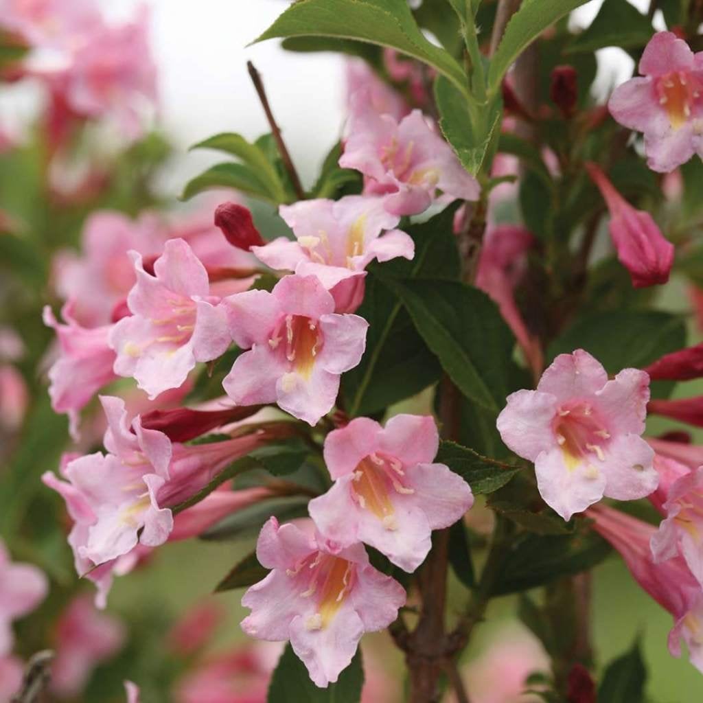Weigela rosea, weigela roze jonge aanplant, Ophalen of Verzenden, Overige soorten, Minder dan 100 cm
