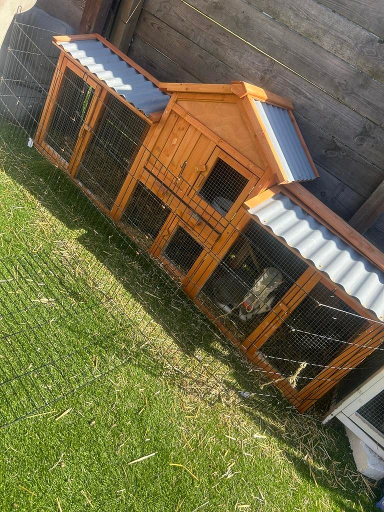 Konijnen met een nieuwe hok !, Dieren en Toebehoren, Konijnen, Vrouwelijk, Dwerg