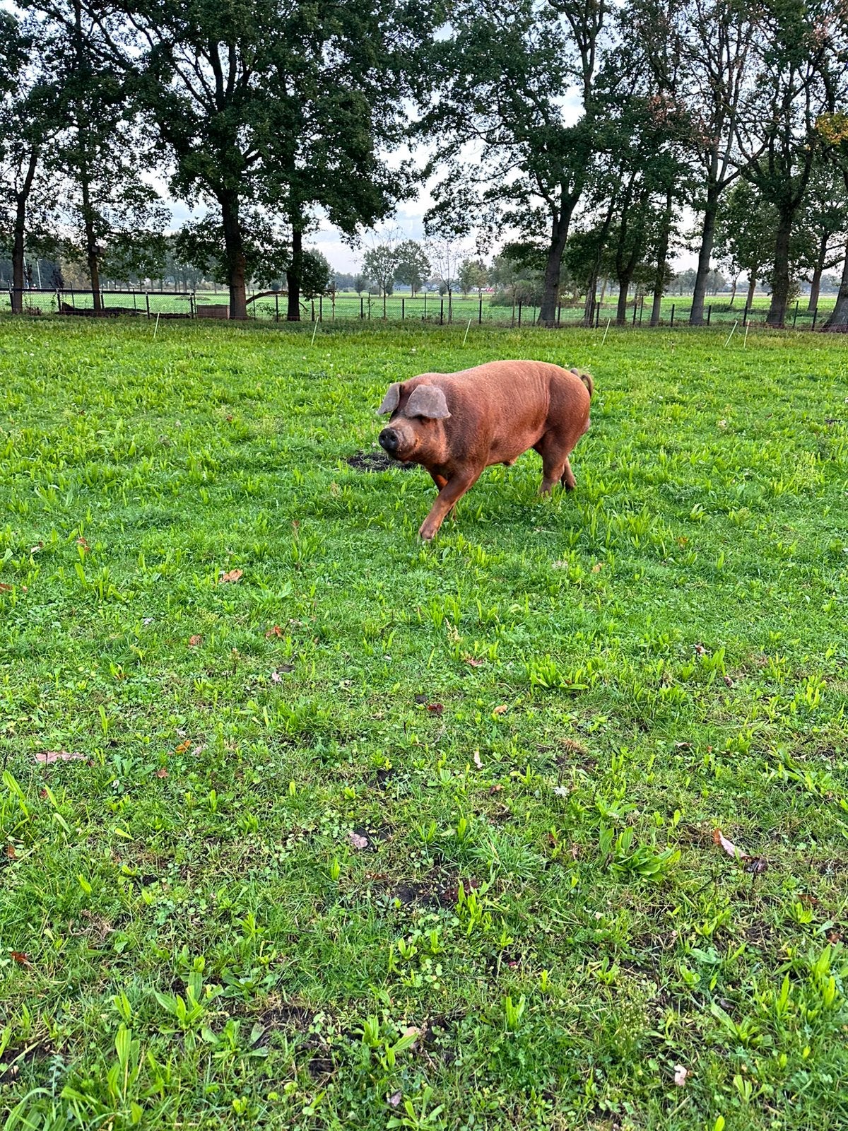 DUROC Dekbeer te huur., Dieren en Toebehoren, Mannelijk, Varken, 0 tot 2 jaar