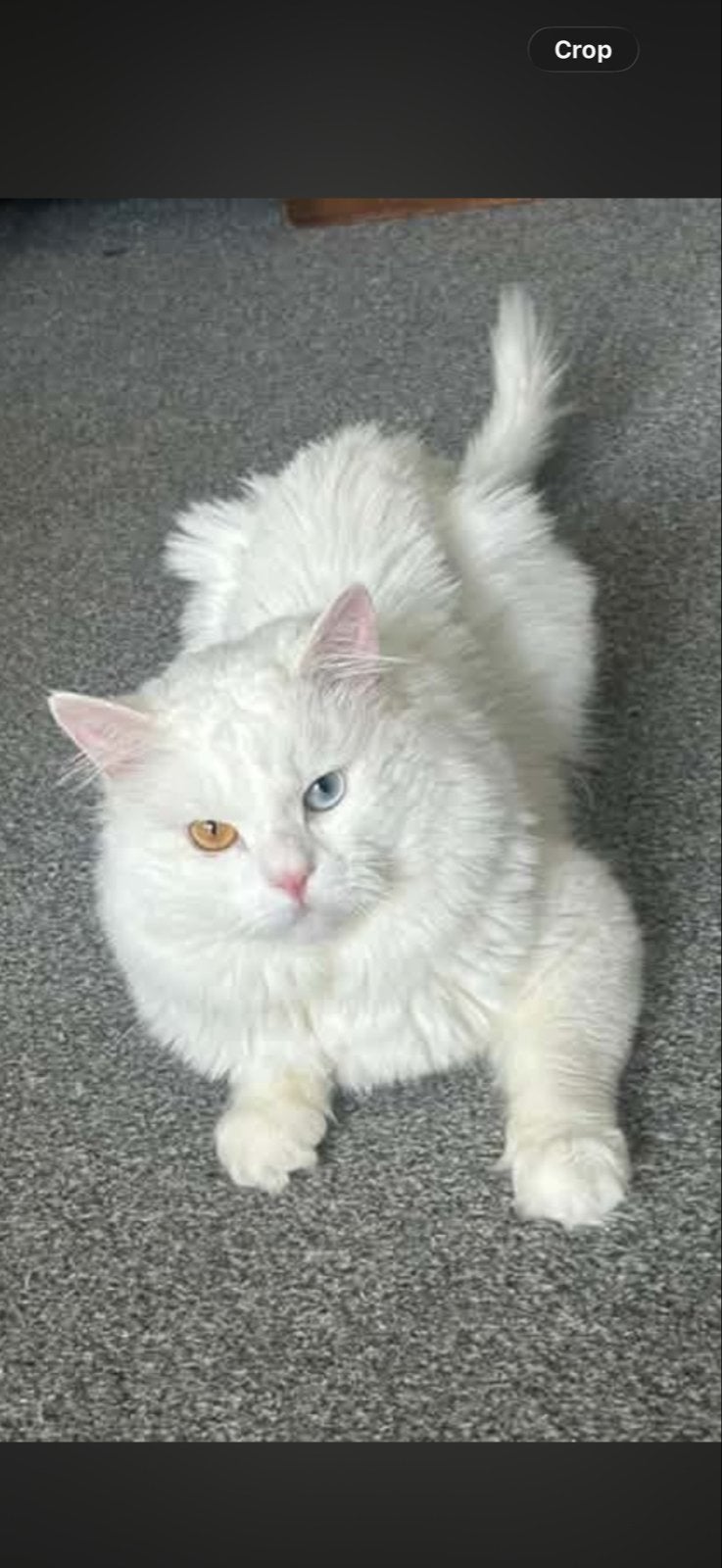 Angora katen, Dieren en Toebehoren, Kater, Langharig, 0 tot 2 jaar