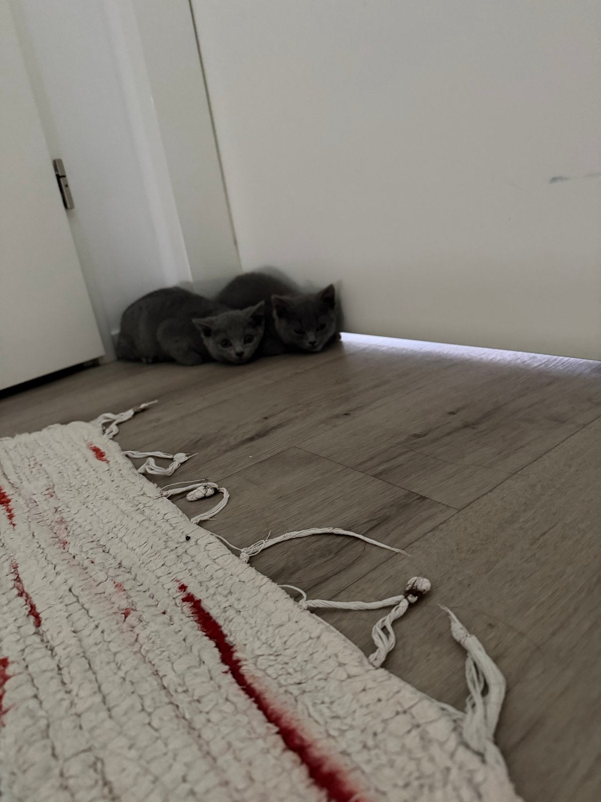 Britse korthaar, Dieren en Toebehoren, Poes, Kortharig, 0 tot 2 jaar