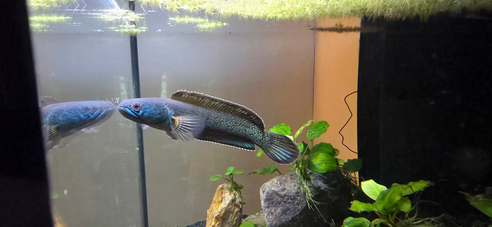Channa CF. Aristonei /Channa SP. Golddust, Vis