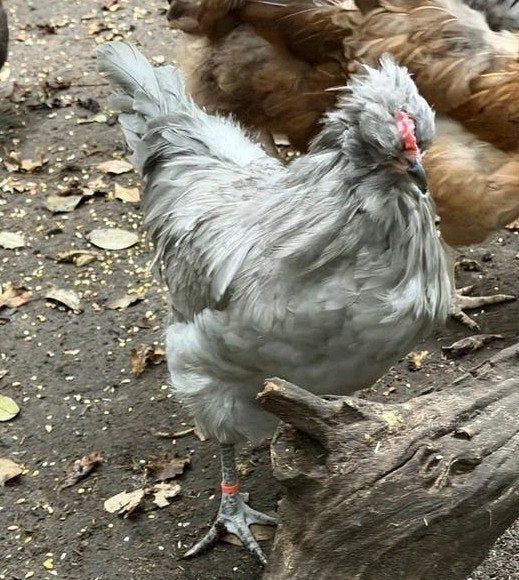 araucana haan kleur lavendel, Dieren en Toebehoren, Mannelijk, Kip