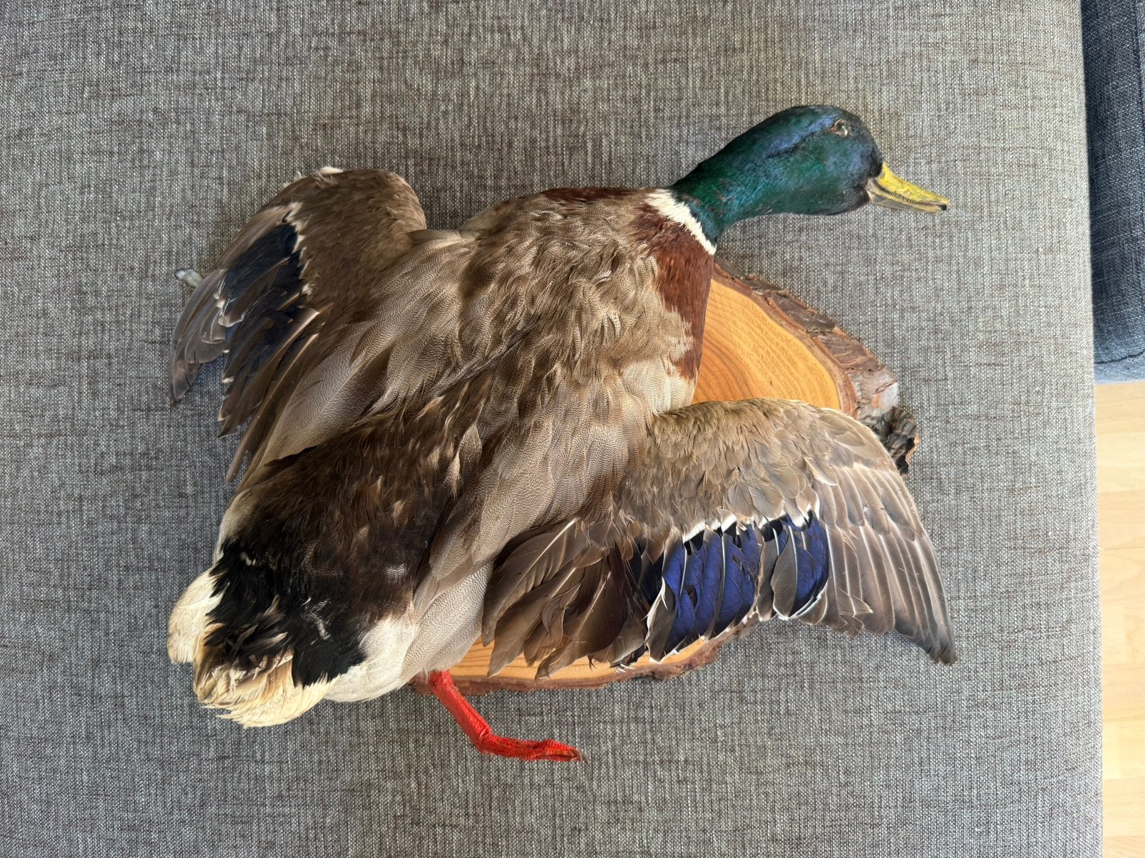 Opgezette eend/mallard, Verzamelen, Dierenverzamelingen, Ophalen, Zo goed als nieuw, Vogel, Opgezet dier