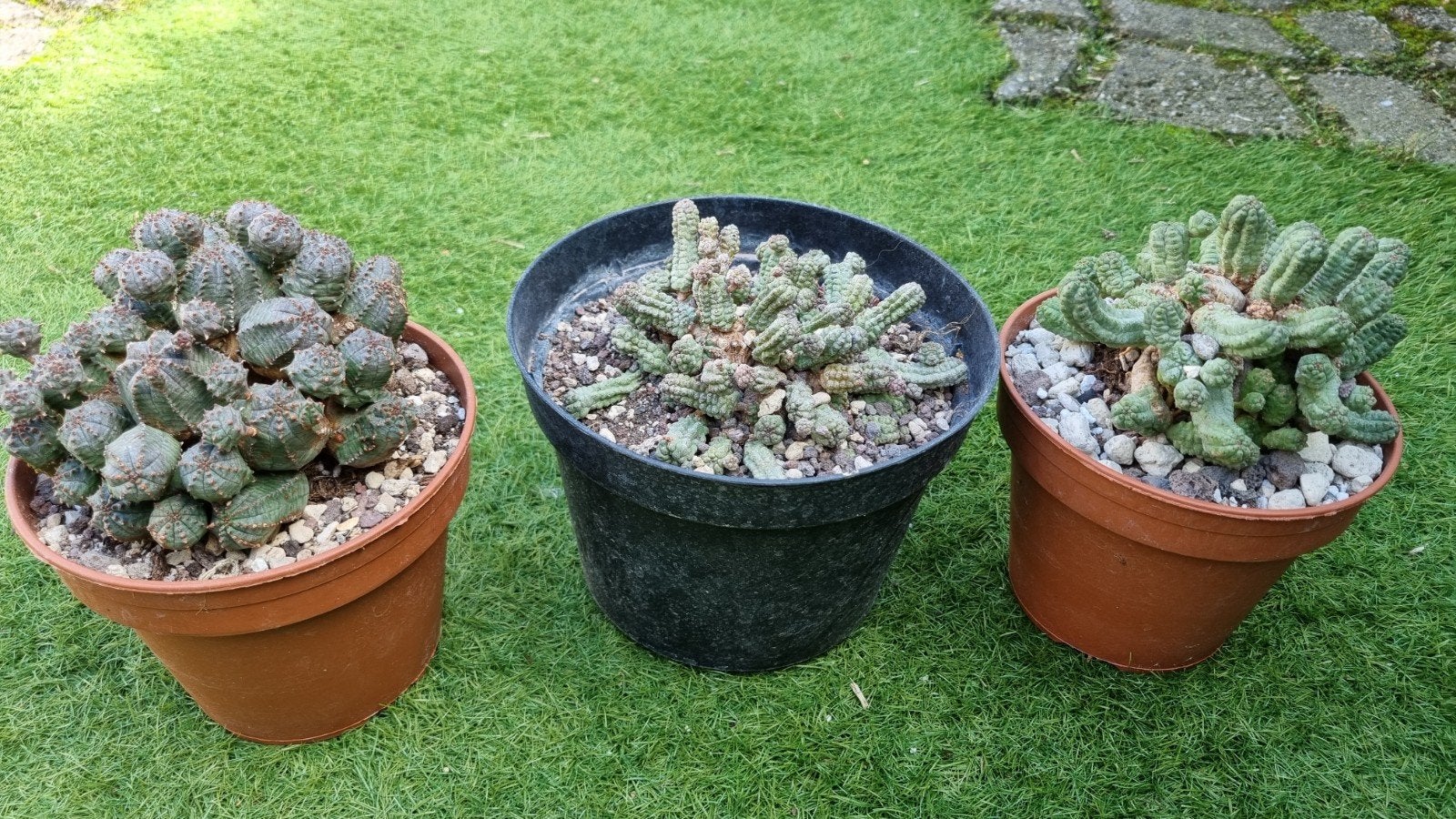 EUPHORBIA DIV MOOIE GROTE POTTEN SUCCULENT CACTUS, Ophalen of Verzenden, Cactus, Volle zon, Minder dan 100 cm