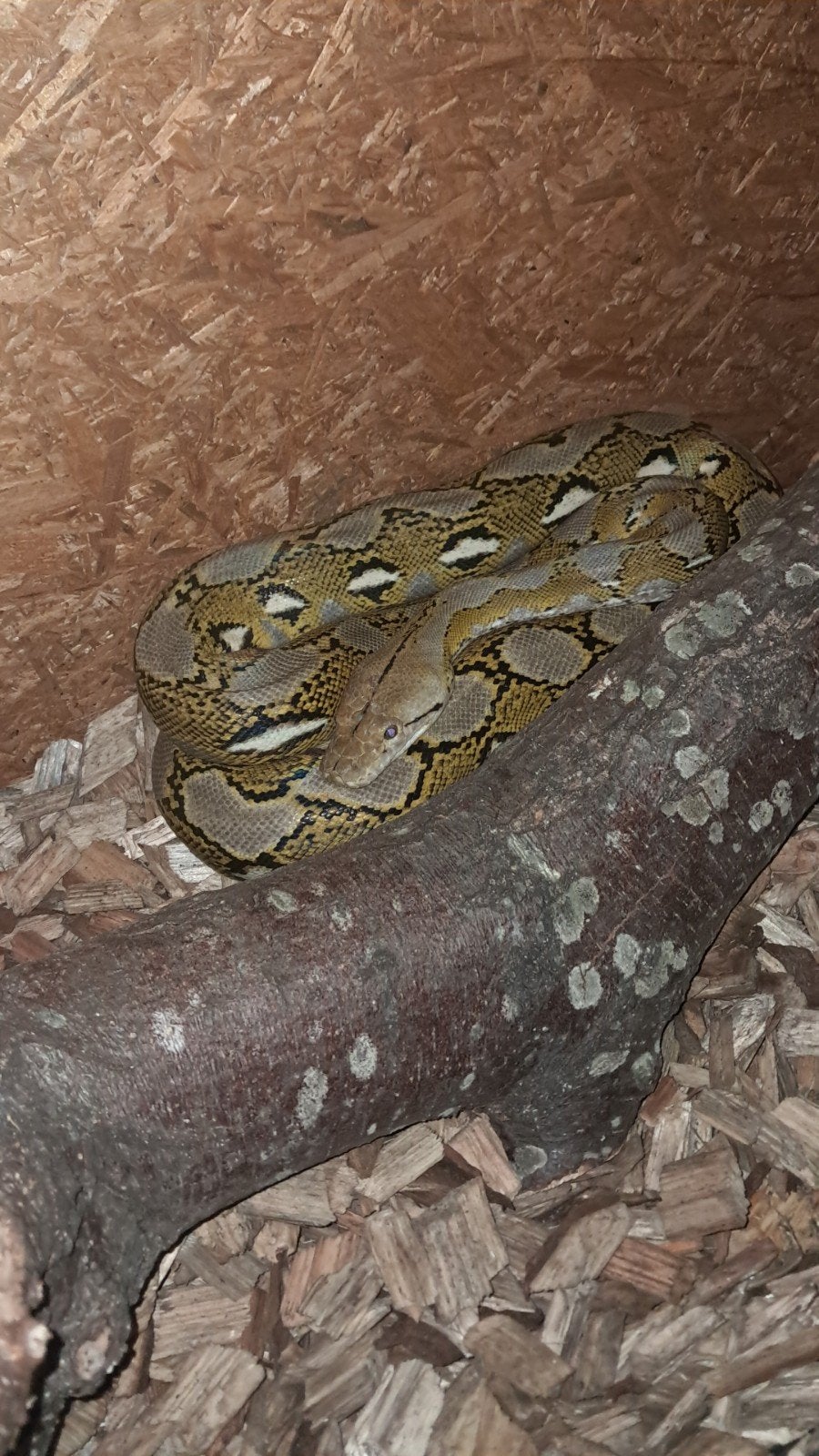 netpython vrouwtje moet weg Reticulated Python - female for sale from jayden